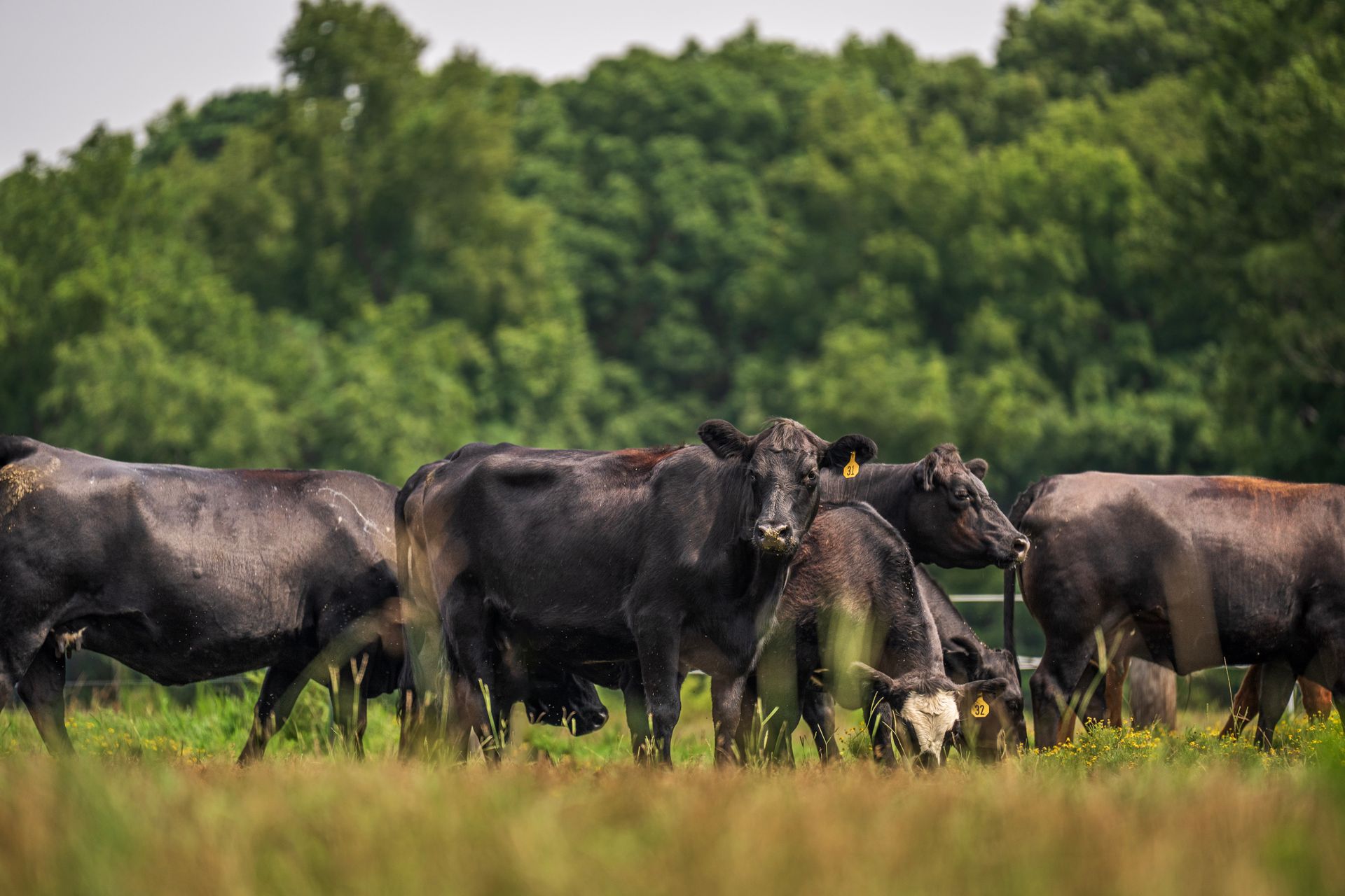 Black cattle grazing in a lush green pasture — stock photograph