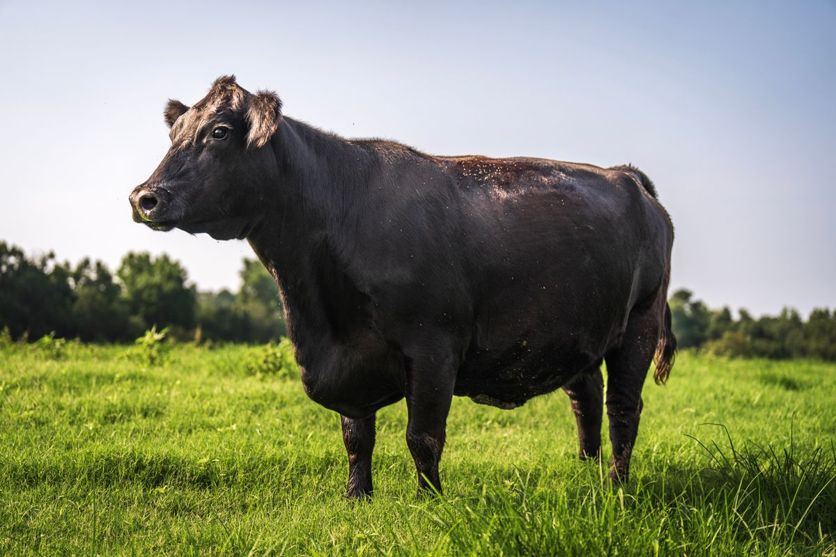 Black cow standing in a green pasture — stock photograph